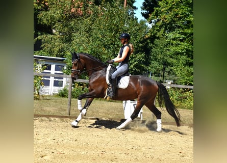 KWPN, Giumenta, 5 Anni, 166 cm, Baio