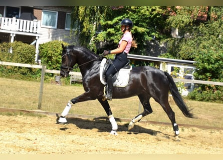 KWPN, Giumenta, 5 Anni, 166 cm, Morello
