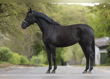 KWPN, Giumenta, 5 Anni, 166 cm, Morello