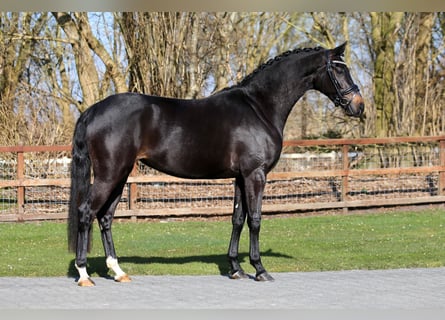 KWPN, Giumenta, 5 Anni, 167 cm, Morello