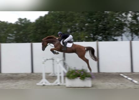KWPN, Giumenta, 5 Anni, 167 cm, Sauro