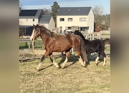 KWPN, Giumenta, 5 Anni, 168 cm