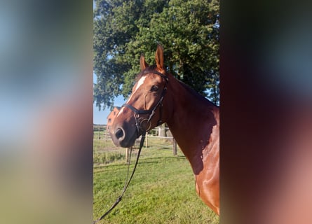 KWPN, Giumenta, 5 Anni, 170 cm, Baio