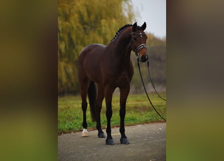 KWPN, Giumenta, 5 Anni, 170 cm, Baio ciliegia