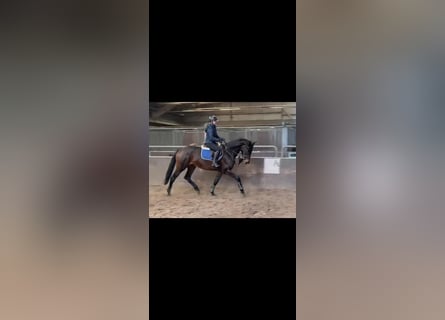 KWPN, Giumenta, 5 Anni, 170 cm, Baio scuro