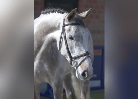 KWPN, Giumenta, 5 Anni, 171 cm, Grigio pezzato