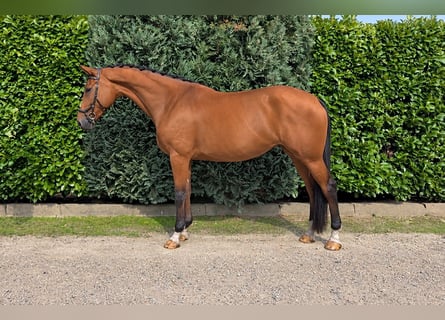 KWPN, Giumenta, 5 Anni, 172 cm, Baio