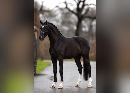 KWPN, Giumenta, 5 Anni, 172 cm, Morello