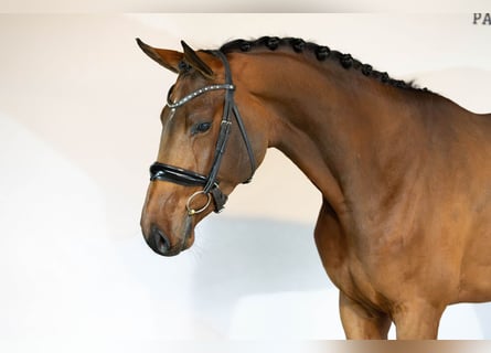 KWPN, Giumenta, 5 Anni, Baio