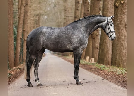 KWPN, Giumenta, 5 Anni, Grigio