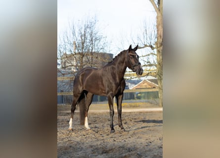 KWPN Mix, Giumenta, 6 Anni, 154 cm, Sauro scuro