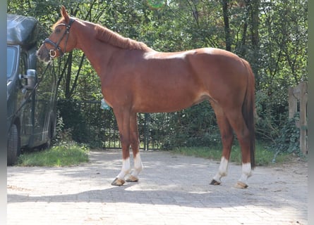 KWPN, Giumenta, 6 Anni, 155 cm, Sauro