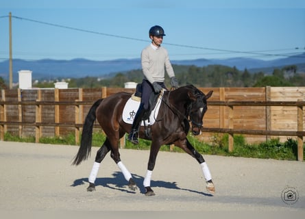 KWPN, Giumenta, 6 Anni, 160 cm, Baio