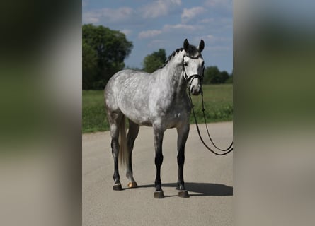 KWPN, Giumenta, 6 Anni, 160 cm, Grigio pezzato