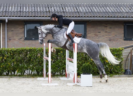 KWPN, Giumenta, 6 Anni, 161 cm, Grigio