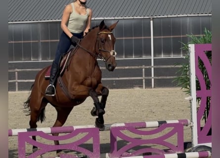 KWPN, Giumenta, 6 Anni, 163 cm, Baio