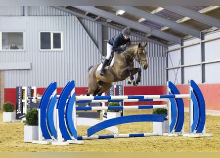 KWPN, Giumenta, 6 Anni, 164 cm