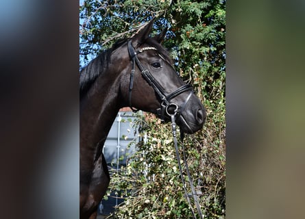 KWPN, Giumenta, 6 Anni, 165 cm, Morello