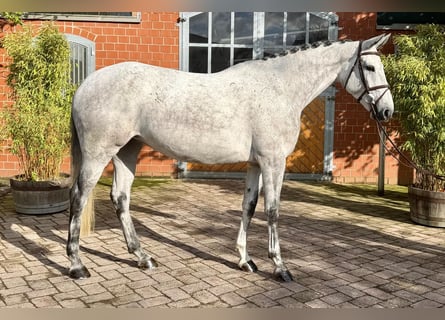 KWPN, Giumenta, 6 Anni, 166 cm, Grigio