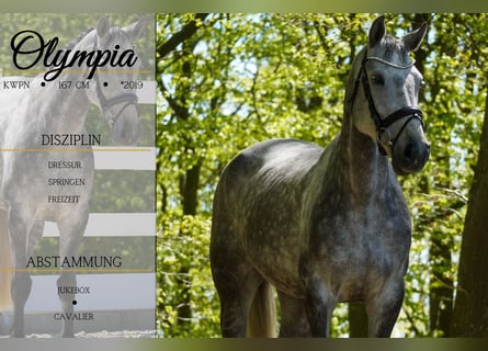 KWPN, Giumenta, 6 Anni, 167 cm, Grigio ferro
