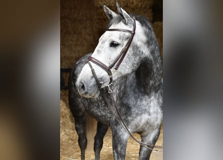 KWPN, Giumenta, 6 Anni, 167 cm, Grigio pezzato