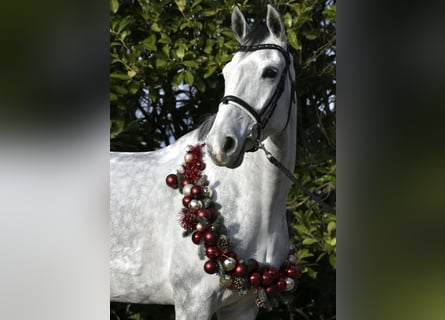 KWPN, Giumenta, 6 Anni, 168 cm, Grigio