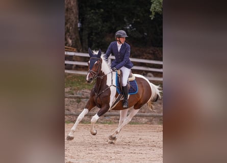 KWPN, Giumenta, 6 Anni, 168 cm, Pezzato