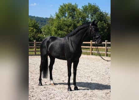 KWPN, Giumenta, 6 Anni, 170 cm, Morello