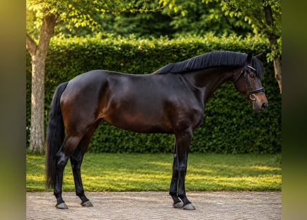 KWPN, Giumenta, 7 Anni, 165 cm, Baio nero