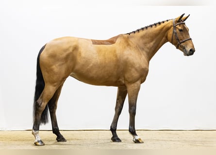 KWPN, Giumenta, 7 Anni, 166 cm