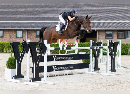 KWPN, Giumenta, 7 Anni, 168 cm, Baio