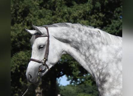 KWPN, Giumenta, 7 Anni, 169 cm, Grigio