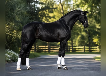 KWPN, Giumenta, 7 Anni, 172 cm, Morello