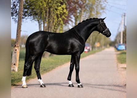 KWPN, Giumenta, 7 Anni, 172 cm, Morello