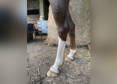 KWPN, Giumenta, 7 Anni, 173 cm, Sauro