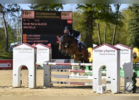 KWPN, Giumenta, 7 Anni, Baio