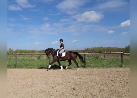 KWPN, Giumenta, 8 Anni, 163 cm, Baio scuro