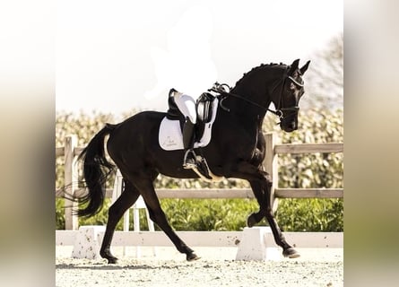 KWPN, Giumenta, 8 Anni, 164 cm, Morello