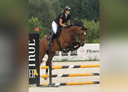KWPN, Giumenta, 8 Anni, 165 cm, Baio