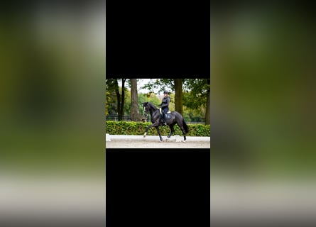 KWPN, Giumenta, 8 Anni, 165 cm, Morello