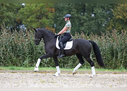 KWPN, Giumenta, 8 Anni, 167 cm, Baio nero