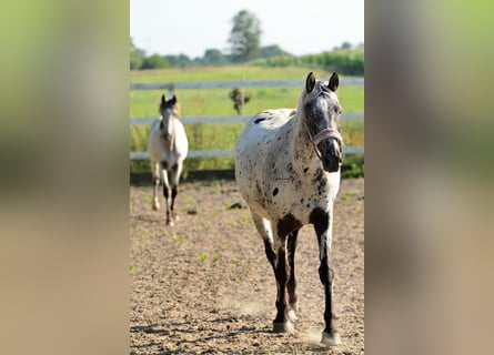 KWPN, Giumenta, 8 Anni, 170 cm, Sauro scuro