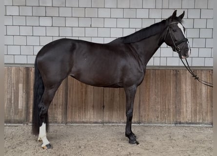 KWPN, Giumenta, 8 Anni, 172 cm, Morello