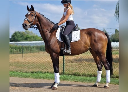 KWPN, Giumenta, 9 Anni, 167 cm, Baio