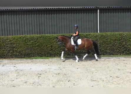 KWPN, Giumenta, 9 Anni, 168 cm, Baio scuro
