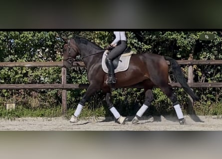 KWPN, Giumenta, 9 Anni, 174 cm, Baio scuro