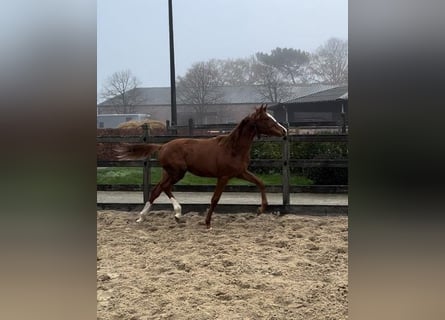 KWPN, Giumenta, Puledri (03/2025), Sauro