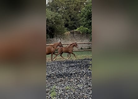 KWPN, Giumenta, Puledri (03/2026), Sauro scuro