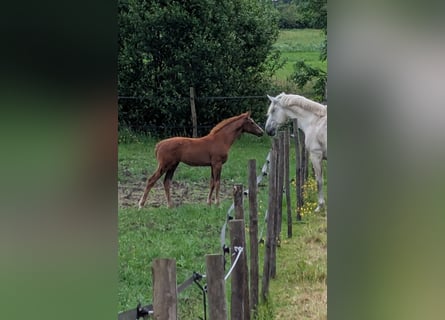 KWPN, Giumenta, , Sauro scuro