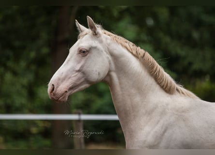 KWPN, Hengst, 10 Jaar, 158 cm, Cremello